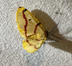 Phoenicocampa