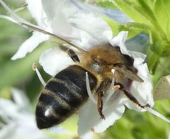 Apis mellifera