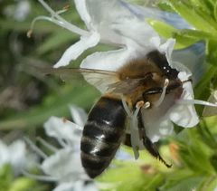Apis mellifera