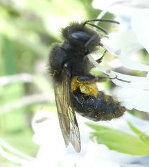 Andrena vulcana