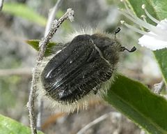 Leucocelina