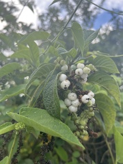 Tournefortia rufosericea