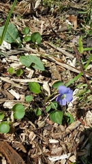 Viola nephrophylla