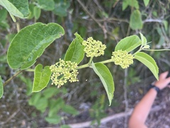 Tournefortia rufosericea