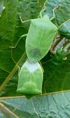Nezara viridula