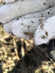 Araneae