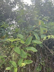 Tournefortia rufosericea