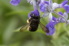 Xylocopa tabaniformis parkinsoniae