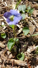 Viola nephrophylla