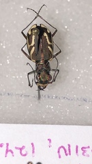 Cicindela bellissima