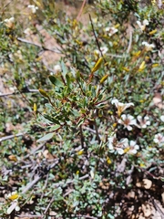 Marianthus bicolor