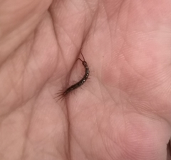 Lithobiomorpha