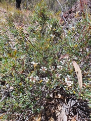 Marianthus bicolor