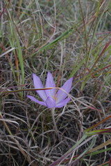 Colchicum