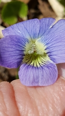 Viola nephrophylla