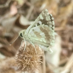 Spialia diomus