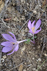 Colchicum