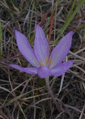 Colchicum