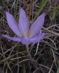 Colchicum