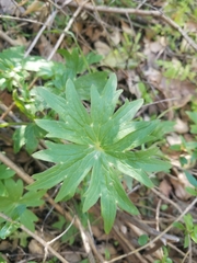 Delphinium cardinale