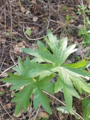 Delphinium cardinale