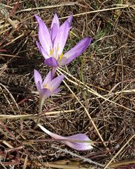 Colchicum