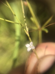 Oldenlandia herbacea