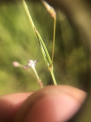 Oldenlandia herbacea