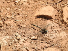 Phanogomphus kurilis