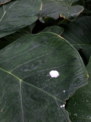 Okiscarta uchidae