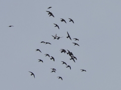 Streptoprocne semicollaris