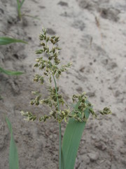 Anthoxanthum repens