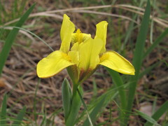 Iris arenaria