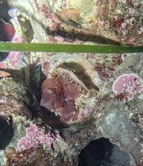 Placiphorella velata