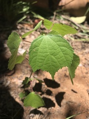 Triumfetta pentandra