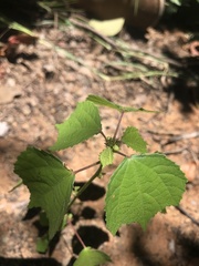 Triumfetta pentandra