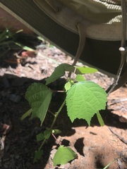 Triumfetta pentandra