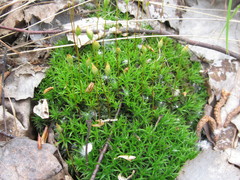 Polytrichum longisetum
