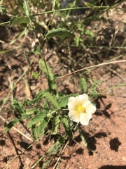 Sida alba