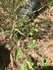 Sida alba