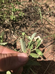 Sida alba