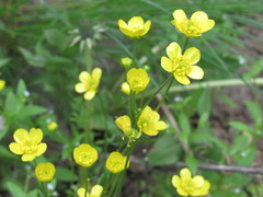 Ranunculus pedatus