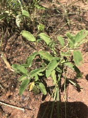 Sida alba
