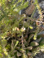 Stoebe capitata