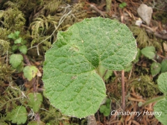 Parasenecio sylviaensis