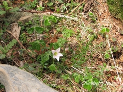Oxalis griffithii taimonii