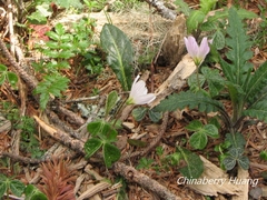 Oxalis griffithii taimonii
