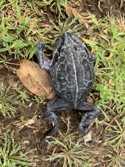Limnodynastes dumerilii insularis