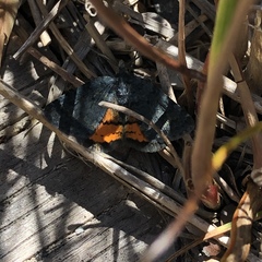 Paranotoreas brephosata