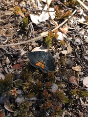 Paranotoreas brephosata